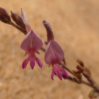 Aphyllodium biarticulatum (L.) Gagnep.